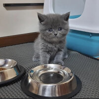 British Shorthair, Kedi  Mila fotoğrafı