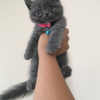 British Shorthair, Kedi  Mila fotoğrafı