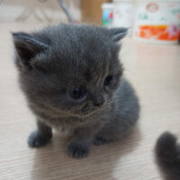 British Shorthair, Kedi  Mila fotoğrafı