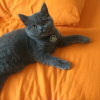 British Shorthair, Kedi  Mila fotoğrafı