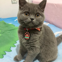 British Shorthair, Kedi  Mila fotoğrafı