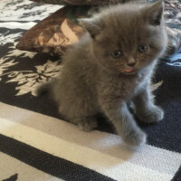 British Shorthair, Kedi  Mila fotoğrafı