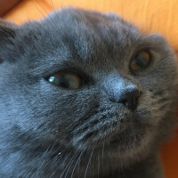 British Shorthair, Kedi  Mila fotoğrafı