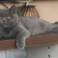 British Shorthair, Kedi  Mila fotoğrafı