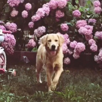 Golden Retriever, Köpek  Daisy fotoğrafı