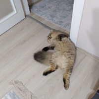 British Shorthair, Kedi  Minnoşş fotoğrafı