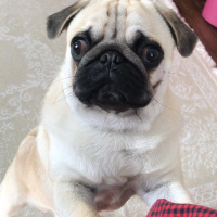 Pug, Köpek  leo fotoğrafı