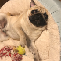 Pug, Köpek  leo fotoğrafı