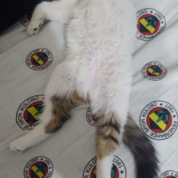 Tekir Kedi, Kedi  Mecnun fotoğrafı