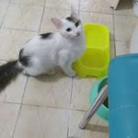 Tekir Kedi, Kedi  Mecnun fotoğrafı