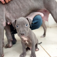 Amerikan Staffordshire Terrier, Köpek  Monntana fotoğrafı
