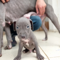 Amerikan Staffordshire Terrier, Köpek  Monntana fotoğrafı