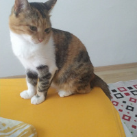 Tekir Kedi, Kedi  Minnak fotoğrafı
