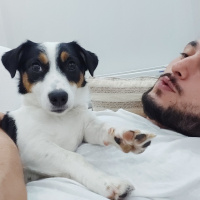 Jack Russell Terrier, Köpek  Jessie fotoğrafı
