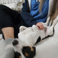 Jack Russell Terrier, Köpek  Jessie fotoğrafı