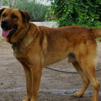 Alman Çoban Köpeği, Köpek  Tarçın fotoğrafı