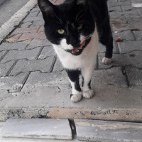 Tekir Kedi, Kedi  SÜLOCAN fotoğrafı