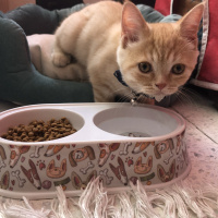 British Shorthair, Kedi  Karamel fotoğrafı