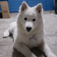 Samoyed, Köpek  Anakin fotoğrafı