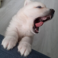 Samoyed, Köpek  Anakin fotoğrafı