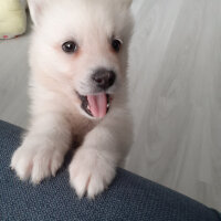 Samoyed, Köpek  Anakin fotoğrafı