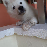 Samoyed, Köpek  Anakin fotoğrafı