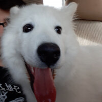 Samoyed, Köpek  Anakin fotoğrafı