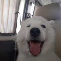 Samoyed, Köpek  Anakin fotoğrafı