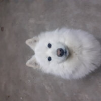 Samoyed, Köpek  Anakin fotoğrafı