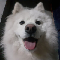 Samoyed, Köpek  Anakin fotoğrafı