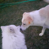 Samoyed, Köpek  Anakin fotoğrafı