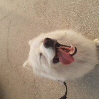 Samoyed, Köpek  Anakin fotoğrafı