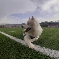 Samoyed, Köpek  Anakin fotoğrafı