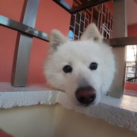 Samoyed, Köpek  Anakin fotoğrafı