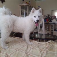 Samoyed, Köpek  Anakin fotoğrafı