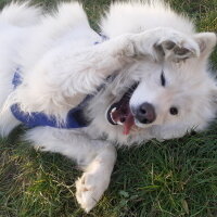 Samoyed, Köpek  Anakin fotoğrafı