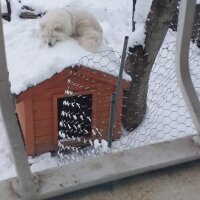 Samoyed, Köpek  Anakin fotoğrafı