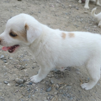 Jack Russell Terrier, Köpek  Bulut fotoğrafı