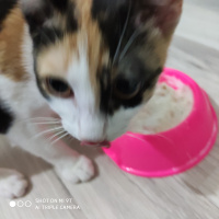 Tekir Kedi, Kedi  BAL fotoğrafı