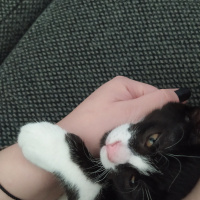 Tuxedo (Smokin) Kedi, Kedi  Neco fotoğrafı