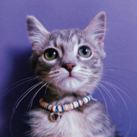 Tekir Kedi, Kedi  Lilith fotoğrafı