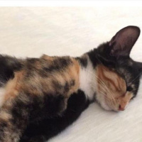 Tekir Kedi, Kedi  Şılıntı fotoğrafı