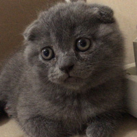 Scottish Fold, Kedi  pilav fotoğrafı