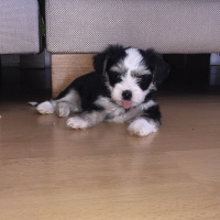 Maltese, Köpek  Minik patiler fotoğrafı