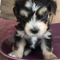 Maltese, Köpek  Minik patiler fotoğrafı
