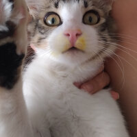 Tekir Kedi, Kedi  Çınar fotoğrafı