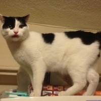 Tuxedo (Smokin) Kedi, Kedi  BIDIK fotoğrafı