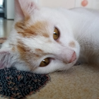 Tekir Kedi, Kedi  Alex fotoğrafı