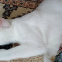 Tekir Kedi, Kedi  Alex fotoğrafı