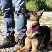 Alman Çoban Köpeği, Köpek  SAFKAN 9 AYLİK ALMAN KURDU 'GOFRET' fotoğrafı